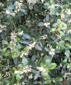 Roots Plants All Shrubs Osmanthus X Burkwoodii