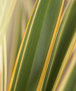 Roots Plants Phormium Golden Ray All Shrubs