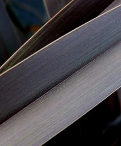 Roots Plants Phormium Platts Black All Shrubs