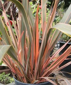 Roots Plants All Shrubs Phormium Sundowner