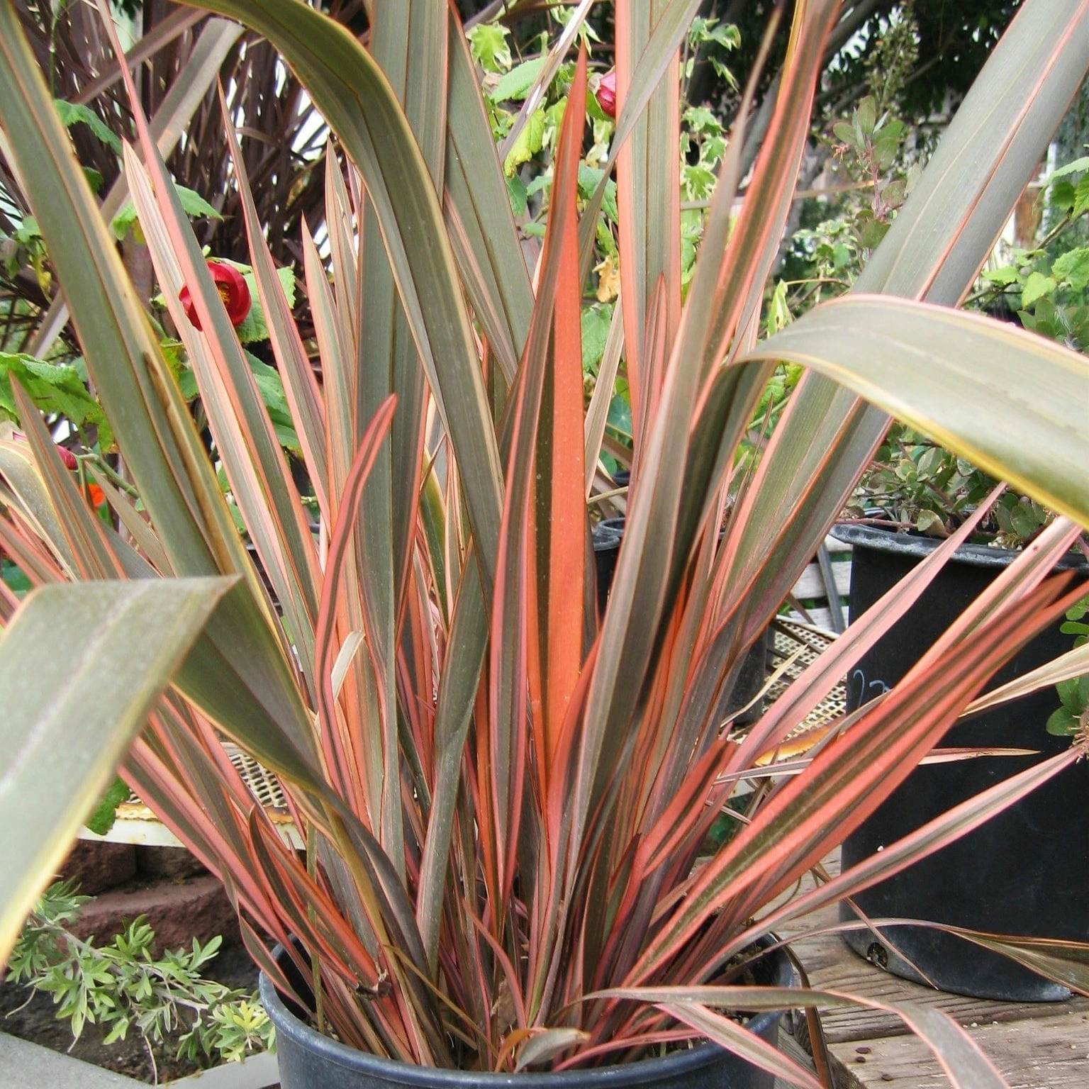 Roots Plants All Shrubs Phormium Sundowner 3 Roots Plants All Shrubs Phormium Sundowner