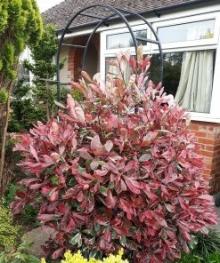 Roots Plants Photinia Pink Marble