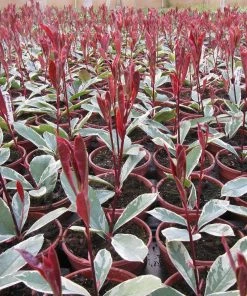 Roots Plants Photinia Pink Marble