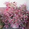 Roots Plants Photinia Pink Marble 1 Roots Plants Photinia Pink Marble