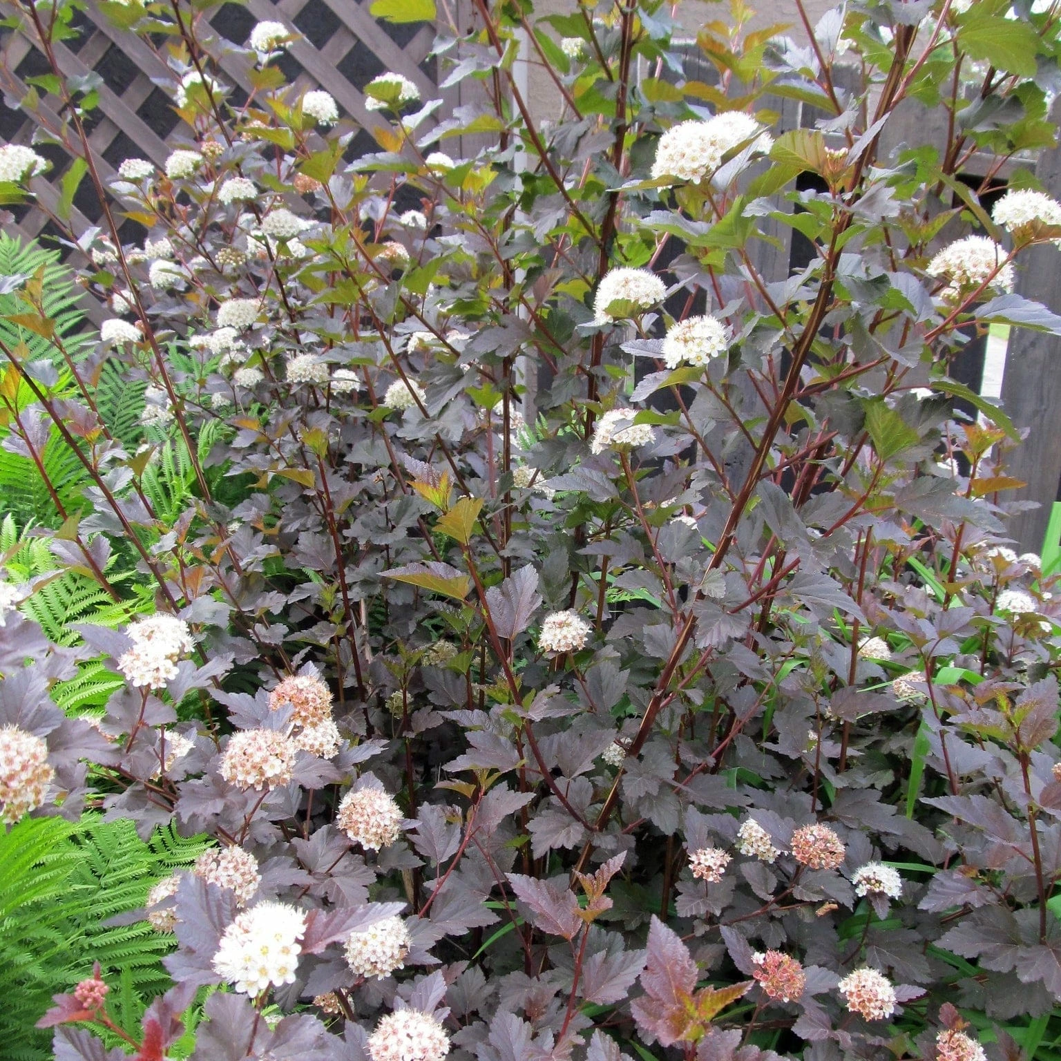 Roots Plants Physocarpus Diabolo 4 Roots Plants Physocarpus Diabolo