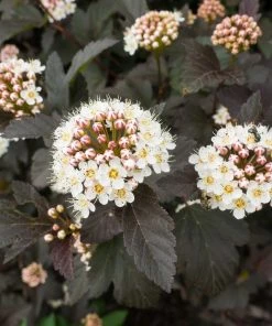 Roots Plants Physocarpus Diabolo 11 Roots Plants Physocarpus Diabolo