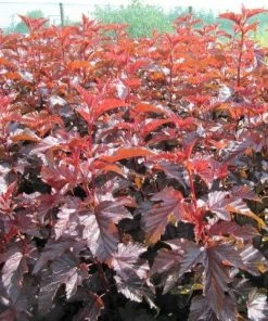 Roots Plants Physocarpus Diabolo 12 Roots Plants Physocarpus Diabolo