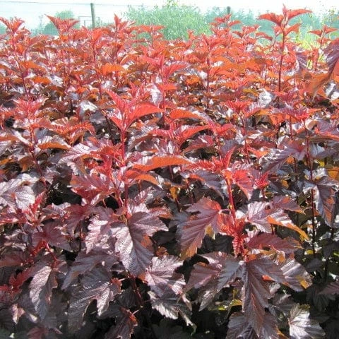 Roots Plants Physocarpus Diabolo 6 Roots Plants Physocarpus Diabolo