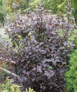 Roots Plants Physocarpus Diabolo 13 Roots Plants Physocarpus Diabolo