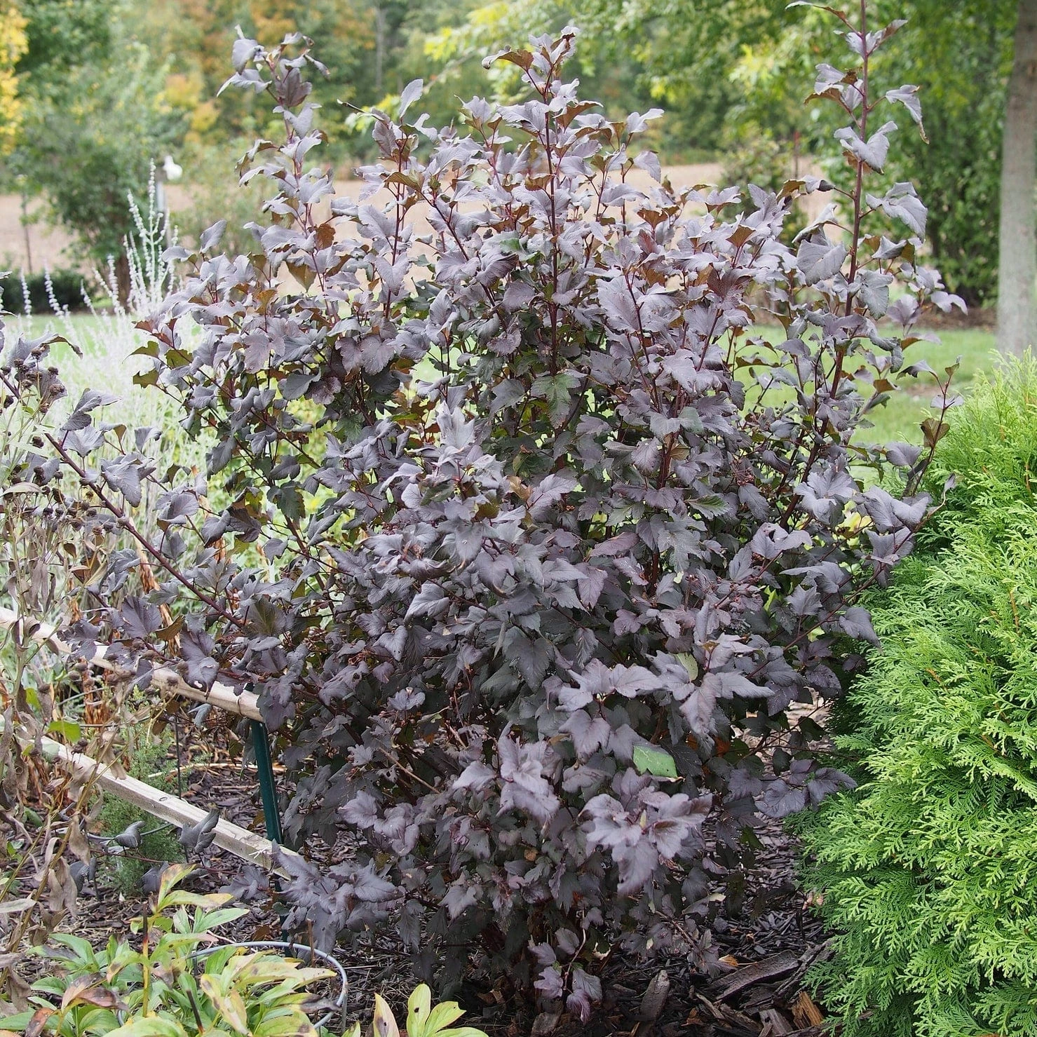 Roots Plants Physocarpus Diabolo 7 Roots Plants Physocarpus Diabolo