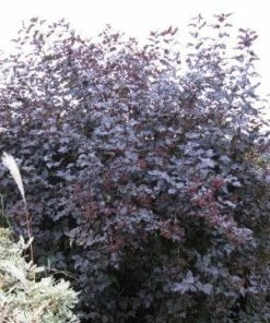 Roots Plants Physocarpus Diabolo 14 Roots Plants Physocarpus Diabolo