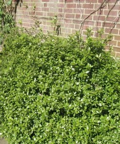 Roots Plants Pittosporum Golden Ball