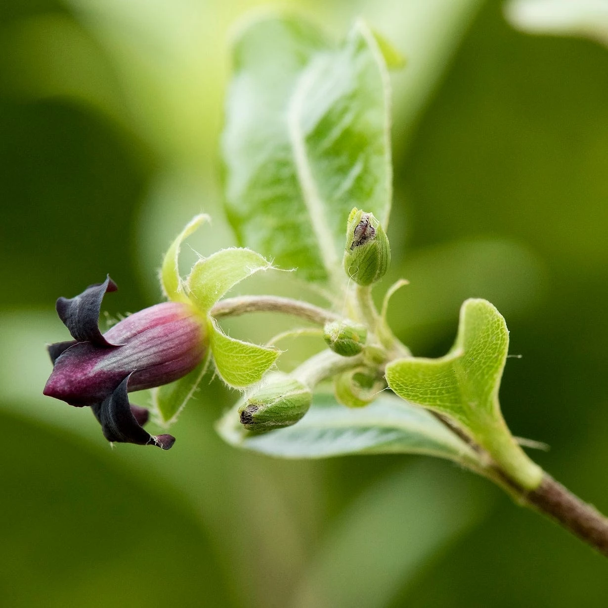 Roots Plants Pittosporum Golden Ball 4 Roots Plants Pittosporum Golden Ball
