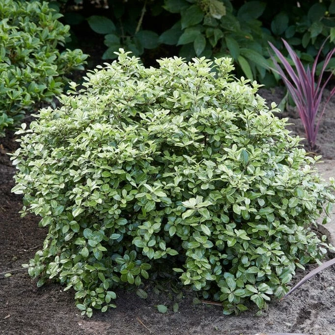 Roots Plants Pittosporum Silver Ball 4 Roots Plants Pittosporum Silver Ball