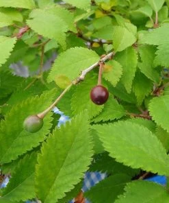 Roots Plants Prunus Kojo-no-mai