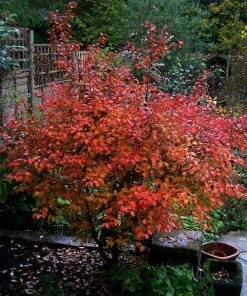 Roots Plants Prunus Kojo-no-mai