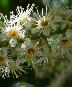 Roots Plants Prunus Lusitanica Angustifolia