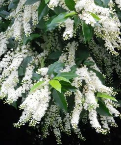 Roots Plants Prunus Lusitanica Angustifolia