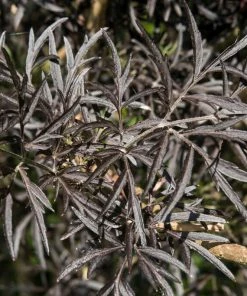 Roots Plants All Shrubs Black Elderberry | Sambucus Black Lace