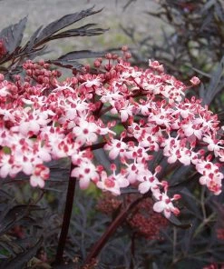 Roots Plants All Shrubs Black Elderberry | Sambucus Black Lace