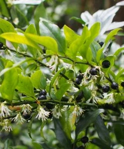 Roots Plants All Shrubs Sweet Box | Sarcococca Confusa