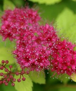 Roots Plants Spiraea Japonica Magic Carpet All Shrubs