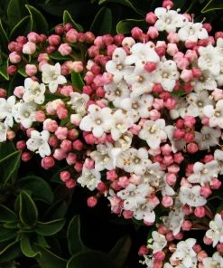 Roots Plants Best Plants For Pots & Containers Viburnum Tinus