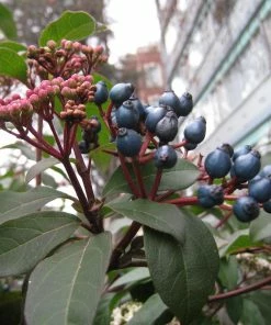 Roots Plants Best Plants For Pots & Containers Viburnum Tinus