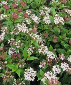 Roots Plants Best Fast Growing Shrubs