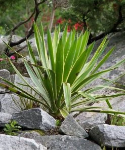 Roots Plants All Shrubs Yucca Gloriosa Variegata