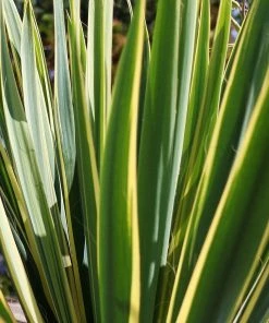 Roots Plants All Shrubs Yucca Gloriosa Variegata 13 Roots Plants All Shrubs Yucca Gloriosa Variegata