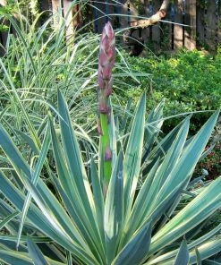Roots Plants All Shrubs Yucca Gloriosa Variegata 14 Roots Plants All Shrubs Yucca Gloriosa Variegata