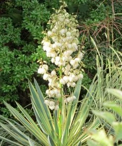 Roots Plants All Shrubs Yucca Gloriosa Variegata 15 Roots Plants All Shrubs Yucca Gloriosa Variegata