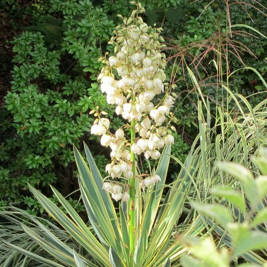 Roots Plants All Shrubs Yucca Gloriosa Variegata 7 Roots Plants All Shrubs Yucca Gloriosa Variegata
