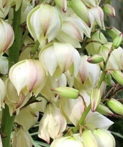 Roots Plants All Shrubs Yucca Gloriosa Variegata 16 Roots Plants All Shrubs Yucca Gloriosa Variegata