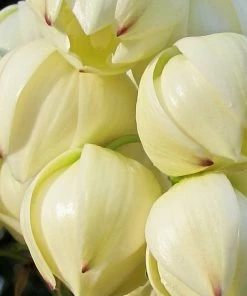 Roots Plants All Shrubs Yucca Gloriosa Variegata 17 Roots Plants All Shrubs Yucca Gloriosa Variegata