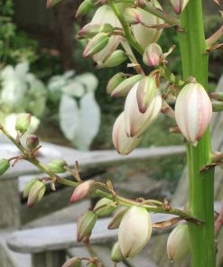 Roots Plants All Shrubs Yucca Gloriosa Variegata 18 Roots Plants All Shrubs Yucca Gloriosa Variegata
