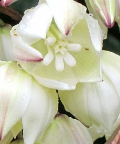 Roots Plants All Shrubs Yucca Gloriosa Variegata 19 Roots Plants All Shrubs Yucca Gloriosa Variegata