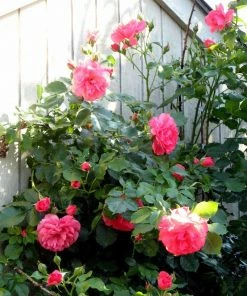 Roots Plants Climbing Rose 'Antike' | 4.5L Pot