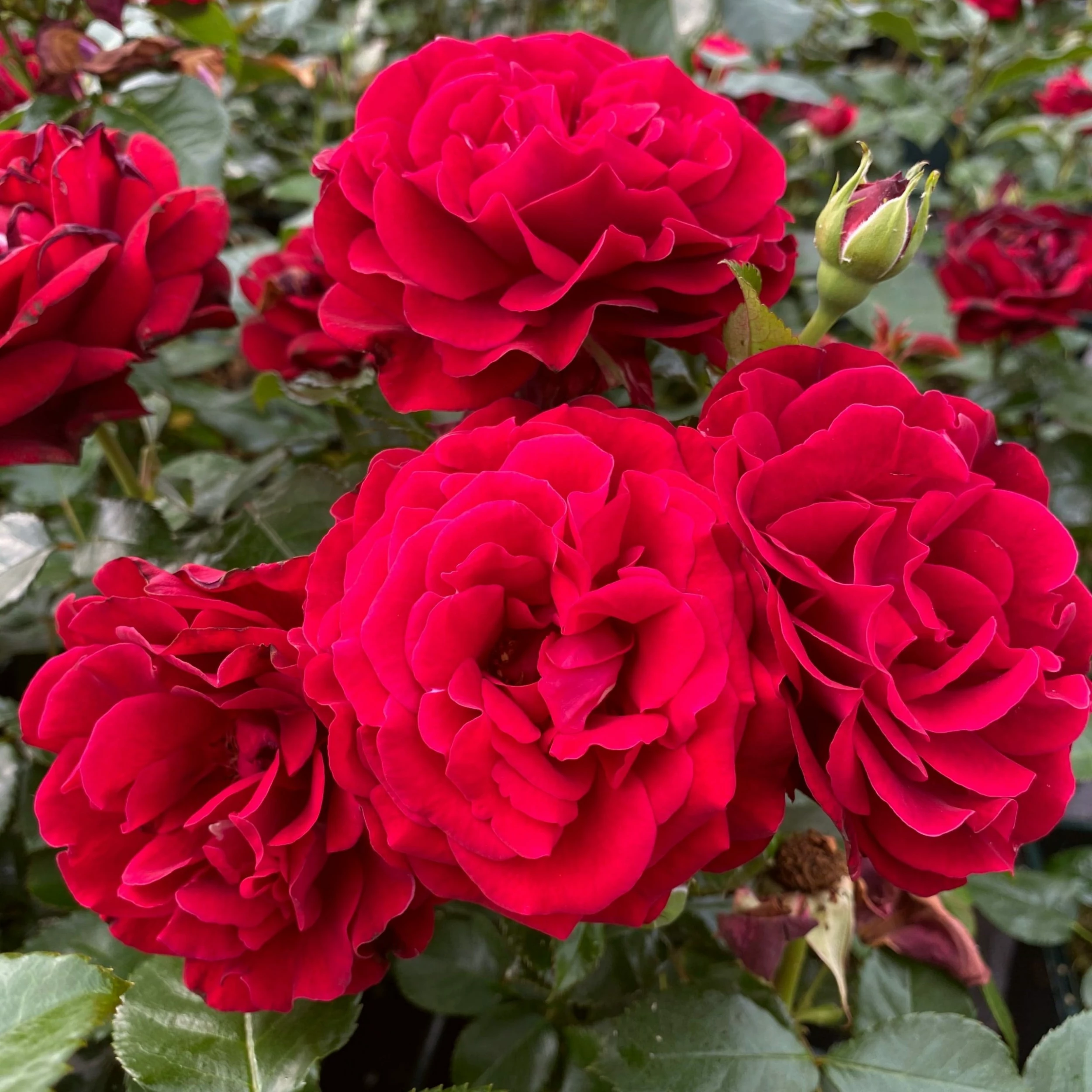 Roots Plants Rose Bushes Shrub Rose 'Draga Frayla®' | 4.5L Pot 3 Roots Plants Rose Bushes Shrub Rose 'Draga Frayla®' | 4.5L Pot