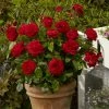 Roots Plants Shrub Rose 'Capricia Renaissance®' | 4.5L Pot 1 Roots Plants Shrub Rose 'Capricia Renaissance®' | 4.5L Pot