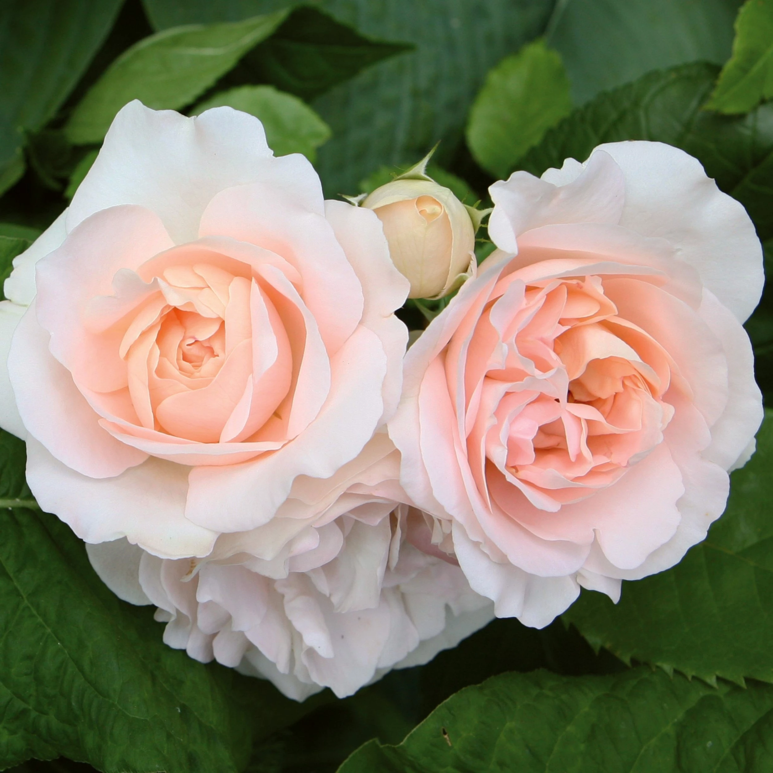 Roots Plants Shrub Rose 'Clair Renaissance®' | 4.5L Pot Rose Bushes 3 Roots Plants Shrub Rose 'Clair Renaissance®' | 4.5L Pot Rose Bushes