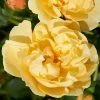 Roots Plants Climbing Rose 'Mapale Courtyard®' | 4.5L Pot Rose Bushes