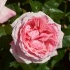 Roots Plants Shrub Rose 'Marlis Renaissance®' | 4.5L Pot