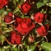 Roots Plants Shrub Rose 'Morava Reka®' | 4.5L Pot