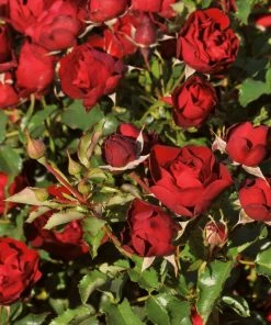 Roots Plants Shrub Rose 'Morava Reka®' | 4.5L Pot
