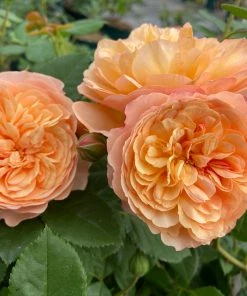 Roots Plants Shrub Rose 'Natalija Frayla®' | 4.5L Pot