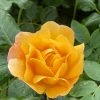 Roots Plants Rose Bushes Shrub Rose 'Olivera Frayla®' | 4.5L Pot