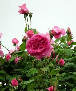 Roots Plants Rose Bushes Climbing Rose 'Parade' | 4.5L Pot