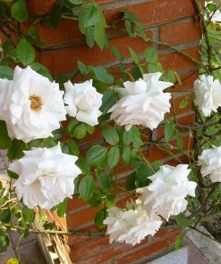 Roots Plants Rose Bushes Climbing Rose 'Swan Lake' | 4.5L Pot